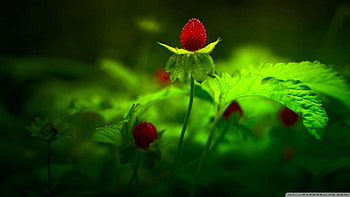 Red fruit, pretty, plants, green, red, nature, , forest HD wallpaper