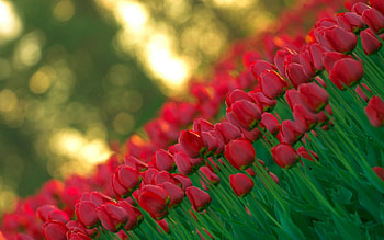 Red tulips, Flowers, Nature, Tulips, Red HD wallpaper