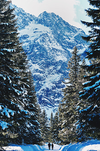 People, Winter, Nature, Mountains, Snow, Forest HD phone wallpaper