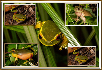 FROG COLLAGE, NATURE, FROG, COLLAGE HD wallpaper