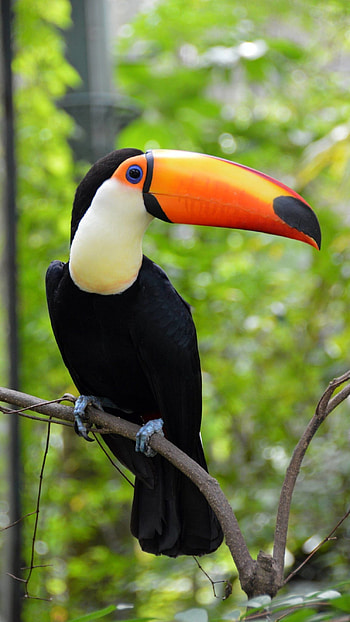 Toucans, Cute, Bird HD phone wallpaper