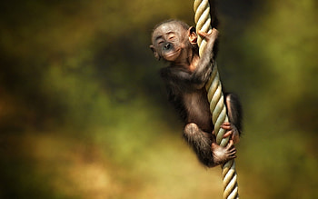 Funny, Animals, Monkeys HD wallpaper