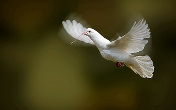 Animals, Bird, Wings, Wave, Dove, Sweep, White Dove HD wallpaper