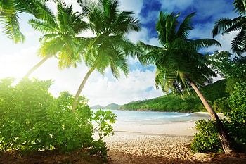 Beach, sea, sand, palm, green HD wallpaper