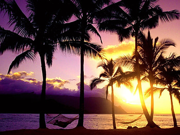 Landscape, Sunset, Beach, Palms HD wallpaper