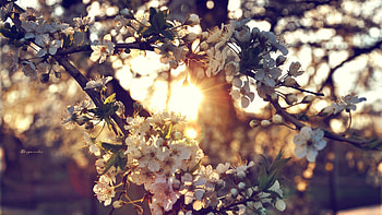 Preview branch, flowers, spring HD wallpaper