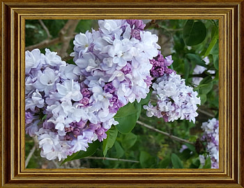 FRAMED FLOWERS, NATURE, FLOWERS, , FRAMED HD wallpaper