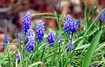 Purple, flowers, spring, plants HD wallpaper