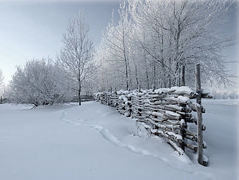 Winter, Nature, Snow, Fence, Traces, Hedge, Cover HD wallpaper