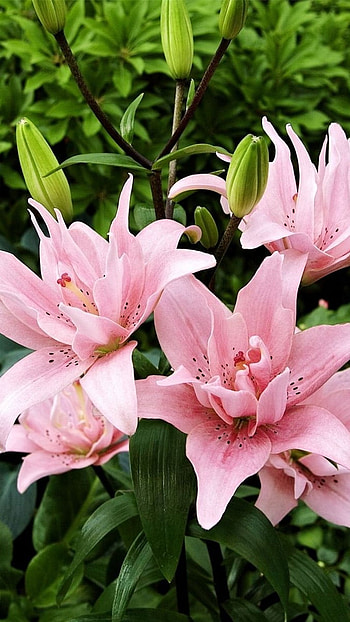 Pink Lily, Adorable, Aesthetic HD phone wallpaper