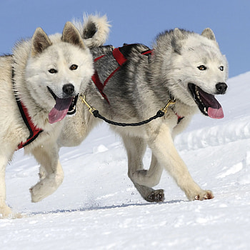 Sled dog breeds, Smart dog guide, Alusky information, Active and intelligent HD phone wallpaper