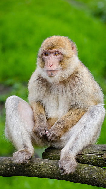 Monkey, White HD phone wallpaper