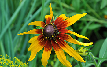 Plants, Flowers HD wallpaper