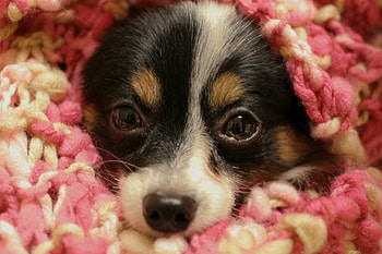 Sunggled Up, dog, puppy, snuggle, blanket HD wallpaper
