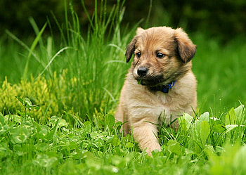 Puppy, dogs, puppies, grass, animals HD wallpaper