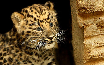 Animals, Cheetah, Young, Hide, Kid, Tot, Joey HD wallpaper