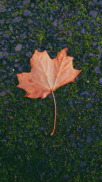 Nature, Autumn, Sheet, Leaf, Moss, Maple, Fallen HD phone wallpaper