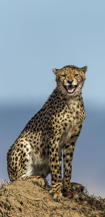 Northwest African, Cheetah HD phone wallpaper