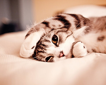 cute playing kitty, cute, cat, kitty, animals HD wallpaper