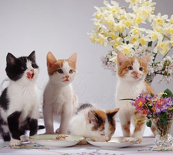 cute kittens on the table, table, animals, cats, cute, kittens HD wallpaper
