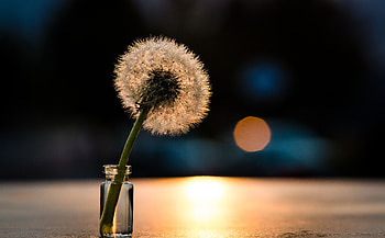 Flowers, Shine, Light, Close-Up, Dandelion HD wallpaper