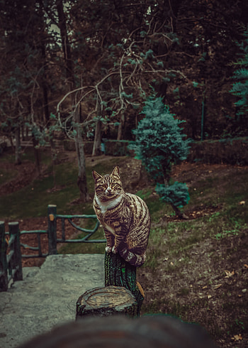 Animals, Cat, Striped, Pet, Sight, Opinion HD phone wallpaper