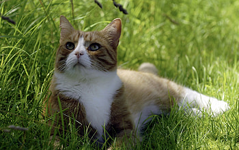 Animals, Grass, Cat, To Lie Down, Lie, Relaxation, Rest, Sweetheart, Nice HD wallpaper