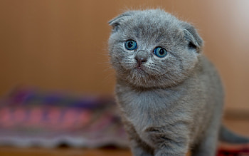 Kitten, Scottish Folds HD wallpaper