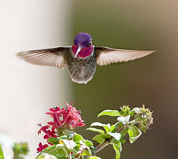 Landing Angel, pink, bird, flowers, angel, landing, lovely HD wallpaper