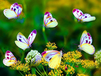 Lovely Butterflies, animal, butterflies, plants, insects, flowers HD wallpaper
