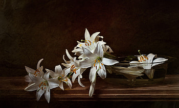 still life, bouquet, gentle, graphy, beauty, nice, lilys, flower, , water, table, white, elegantly, beautiful, white lilys, pretty, cool, flowers, lovely, bowl, harmony HD wallpaper