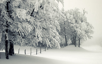 blizzard, winter, white, graphy, snow, trees, beauty HD wallpaper