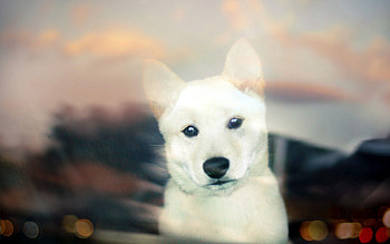 Animals, Dog, Muzzle, Glass, Peek Out, Look Out HD wallpaper
