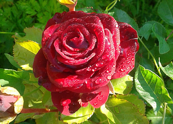 Beautiful Red Rose, drops, rose, leaves, petals, green, red, nature, flowers, dew HD wallpaper