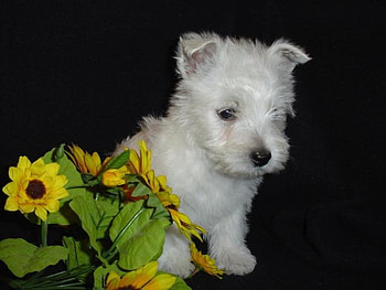 West highland white puppy, dog, puppy, white, flower, pet, west highland HD wallpaper