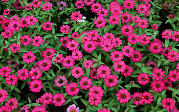 Flowers, Leaves, Greens, Small, Pollen HD wallpaper