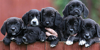 Puppies, dog, puppy, black, caine, cute HD wallpaper