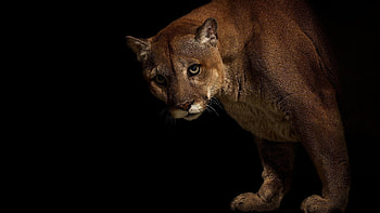 Cougar in , Captivating , Nature's masterpiece, Powerful grace HD wallpaper