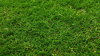 A detailed close-up of lush green grass, capturing its freshness and natural growth outdoors. HD wallpaper