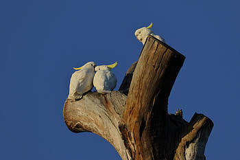 Animals, Birds, Parrots, Love, Wood, Tree, Cockatoo HD wallpaper