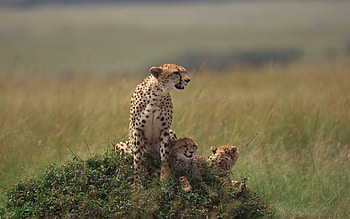 Animals, Grass, Cheetah, To Lie Down, Lie, Family HD wallpaper