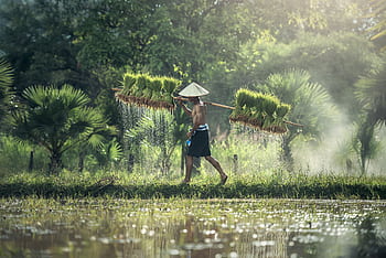 Asian farmer in traditional hat carrying harvested rice bundles in lush countryside. Summer scene. HD wallpaper