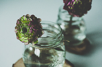 Flowers, Bank, Flower, Bud, Jar HD wallpaper