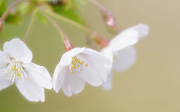 Flowers, Cherry, Macro, Bloom, Flowering, Branch HD wallpaper