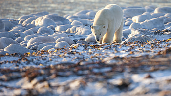 Coastal treasures, Arctic shoreline bliss, White fur marvel, Sunny Arctic beauty HD wallpaper
