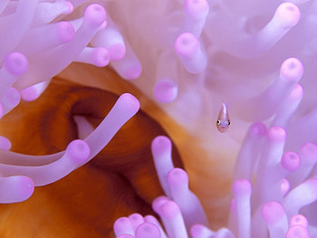 Lilac, Plant, Macro, Small Fish, Fishy, Seaweed, Algae HD wallpaper