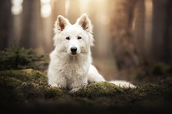 Animal, swiss shepherd HD wallpaper