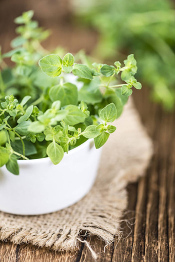 Types of oregano, Popular oregano varieties, Grow and use HD phone wallpaper