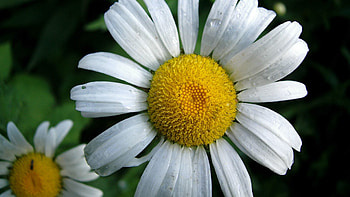 Flowers, Camomile, Macro, Petals, Drop HD wallpaper