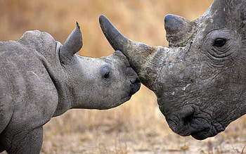 Adorable rhino , Cute rhino , Charming rhino depiction, Rhino with appeal HD wallpaper